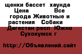 щенки бассет- хаунда › Цена ­ 20 000 - Все города Животные и растения » Собаки   . Дагестан респ.,Южно-Сухокумск г.